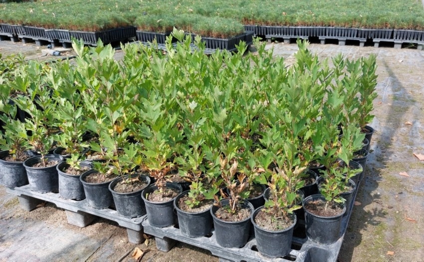 Държавен горски разсадник Вардим произвежда десетки хиляди фиданки годишно