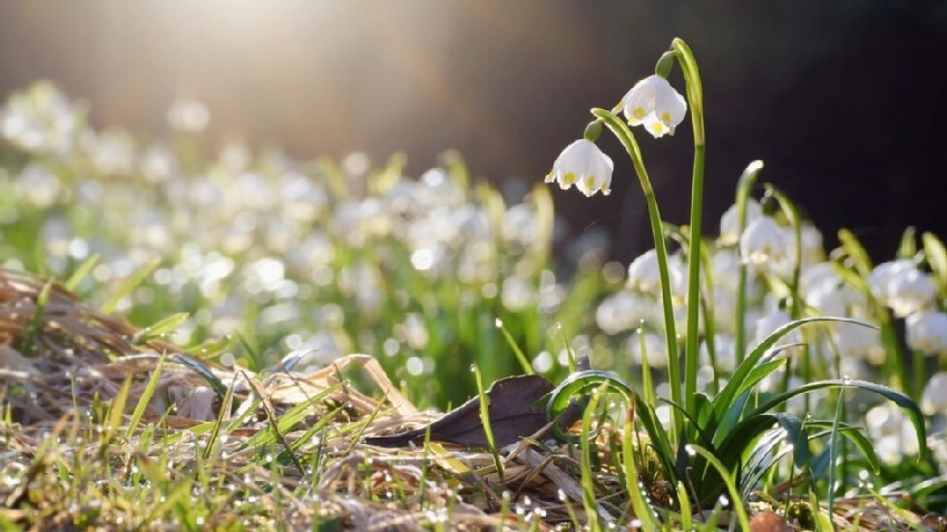 Идва ли пролетта: С какво време ще посрещнем март