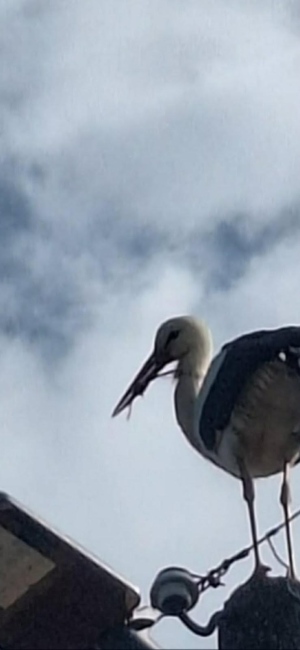 Щъркел бедства в лясковското село Мерданя (СНИМКА) 