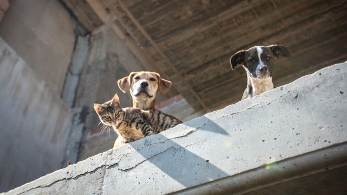 Разследват отравяне на кучета и обесване на котка край Велико Търново