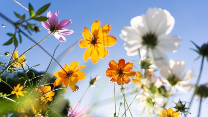 До 20 градуса в началото на седмицата