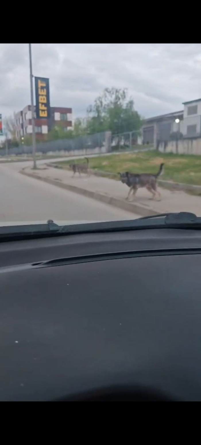 ПО ВАШ СИГНАЛ: Бездомни кучета притесняват шофьор в Горна Оряховица (ВИДЕО)