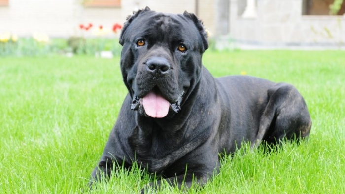 Разкриха кражба на куче \